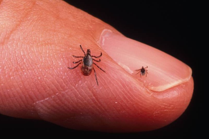 Ticks can be found pretty much anywhere.