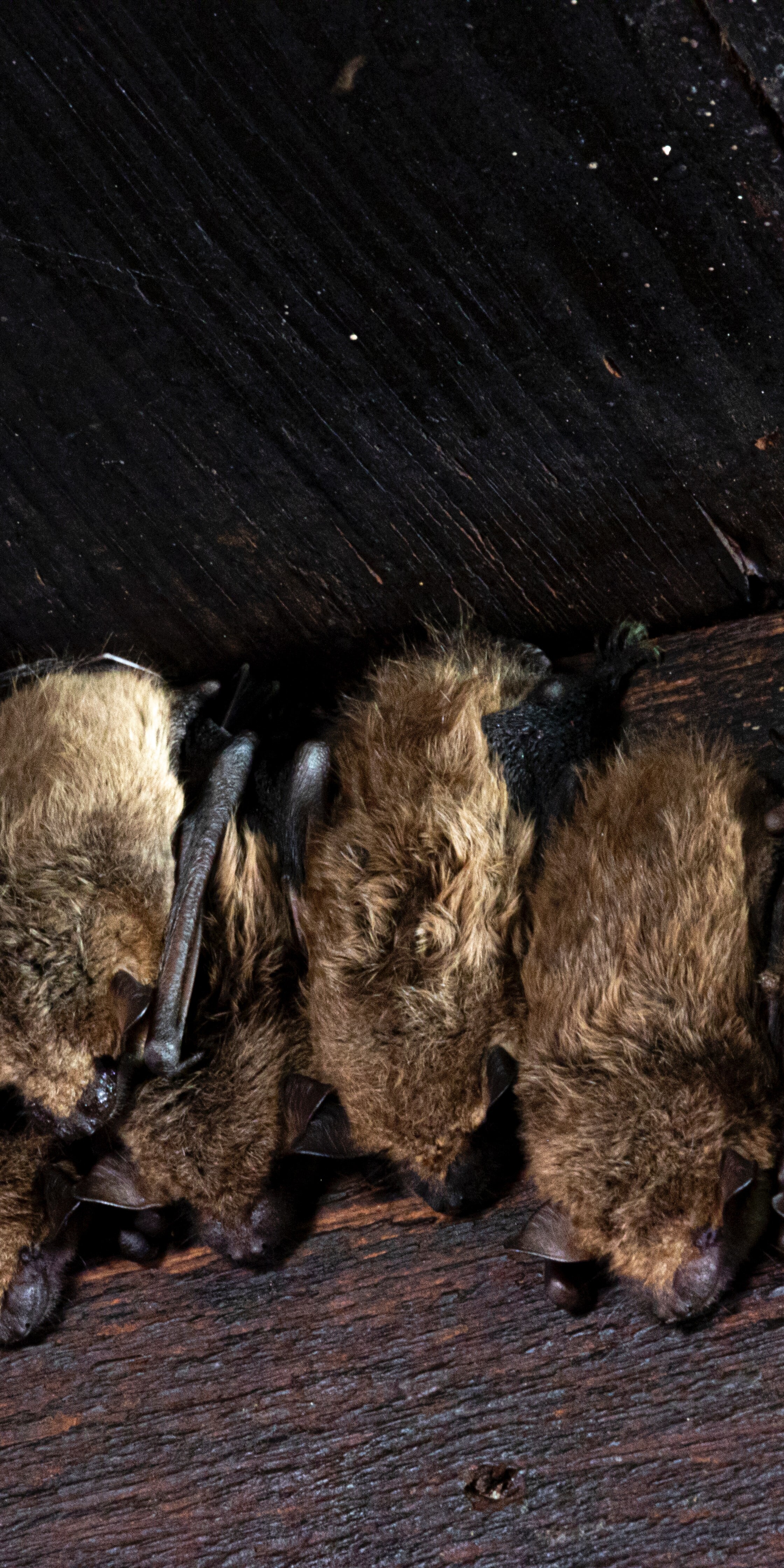 Bats are the only known mammals that are capable of flight.