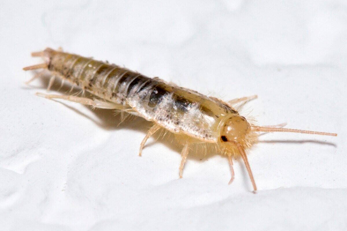 be sure to take the proper steps to protect your home and discourage any unwanted visitors.