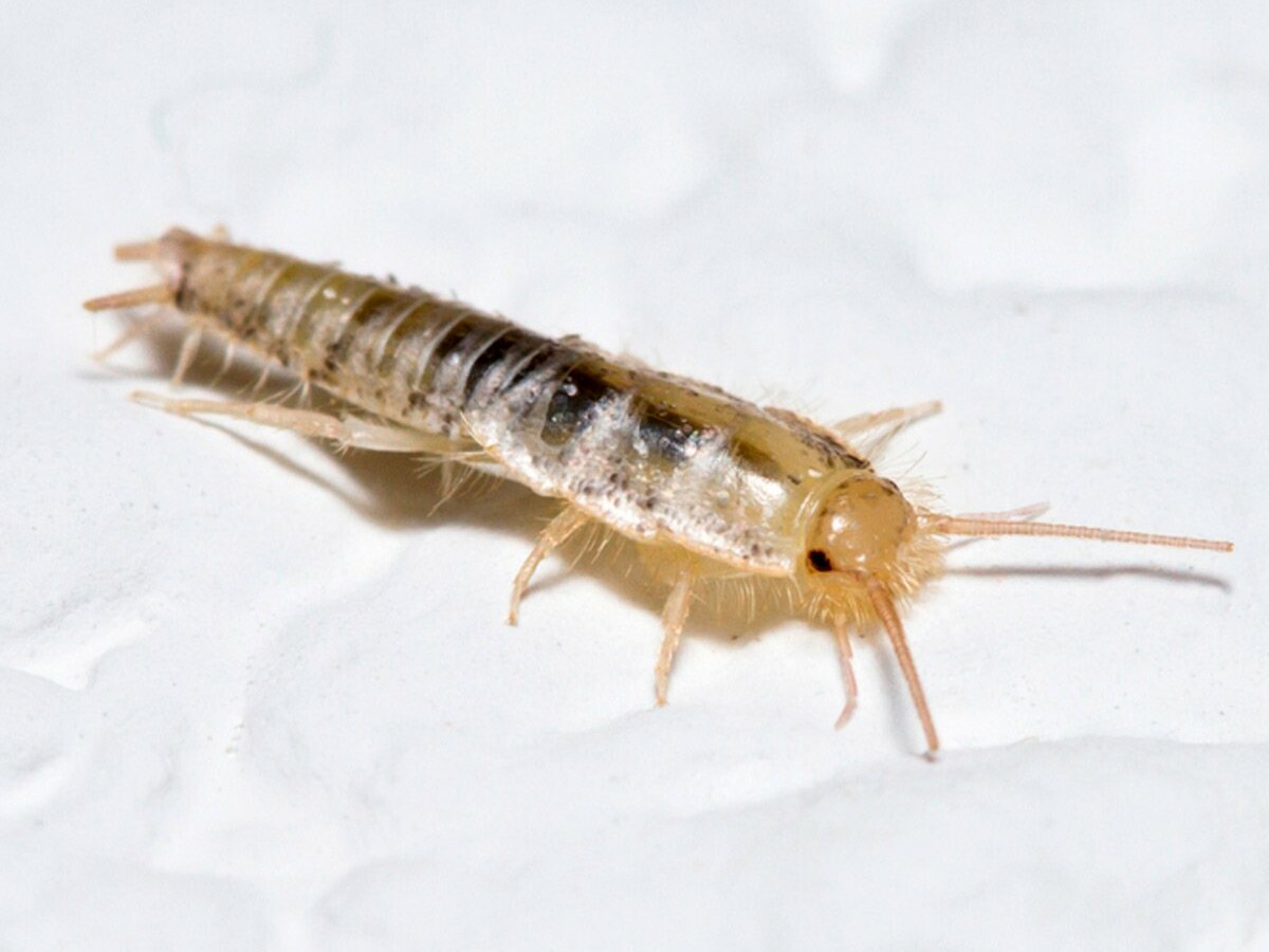 be sure to take the proper steps to protect your home and discourage any unwanted visitors.