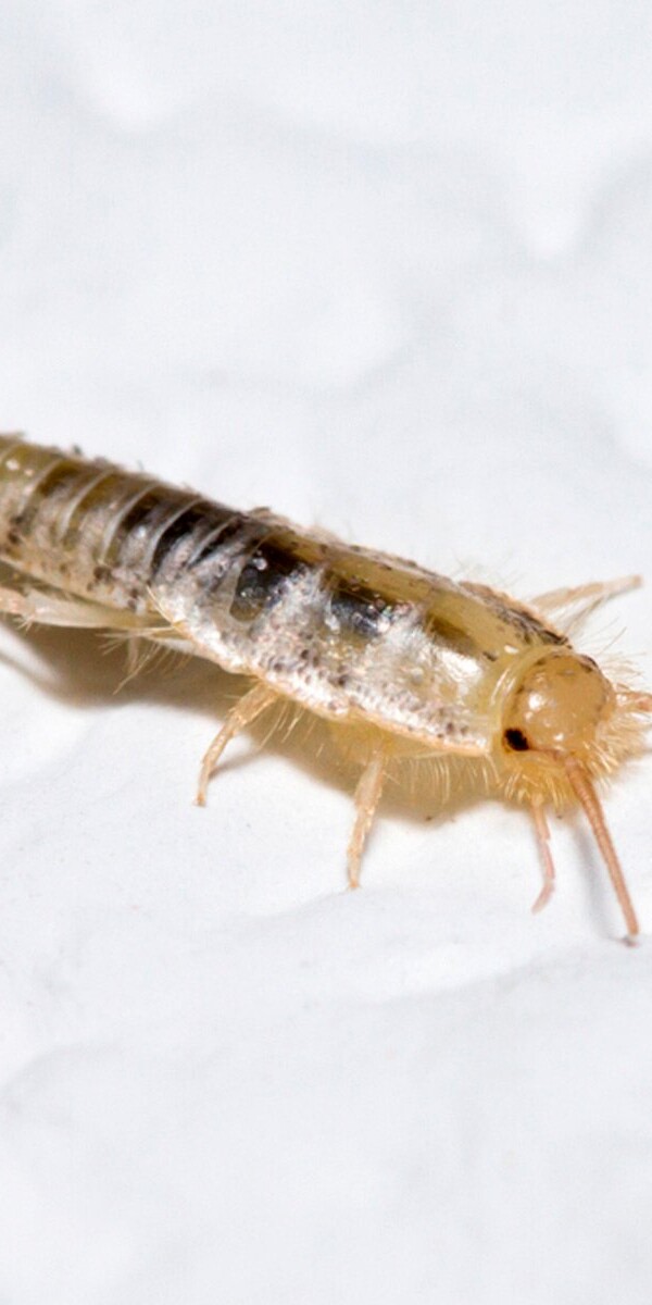 be sure to take the proper steps to protect your home and discourage any unwanted visitors.