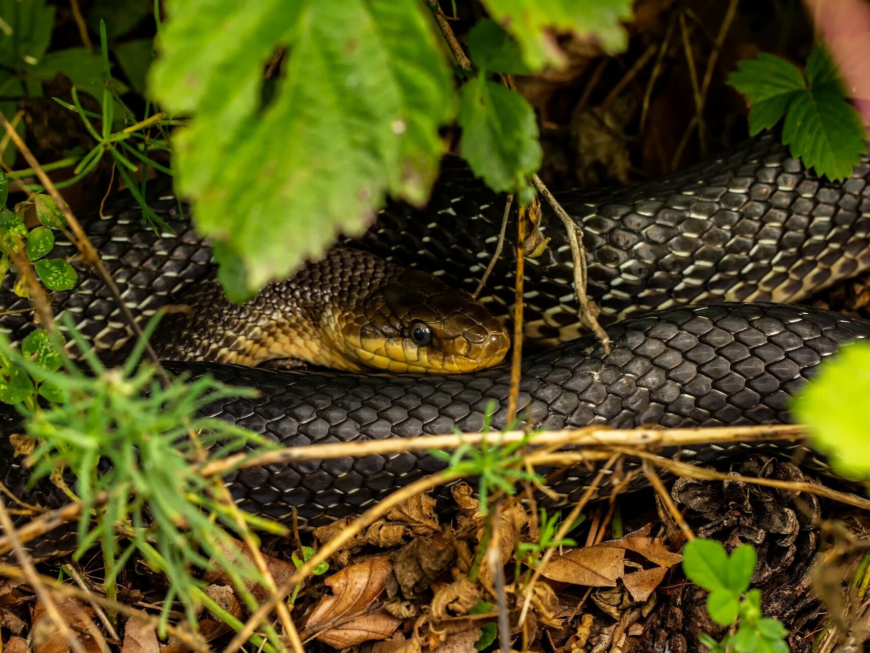 Snakes are constantly on the lookout for a water source.