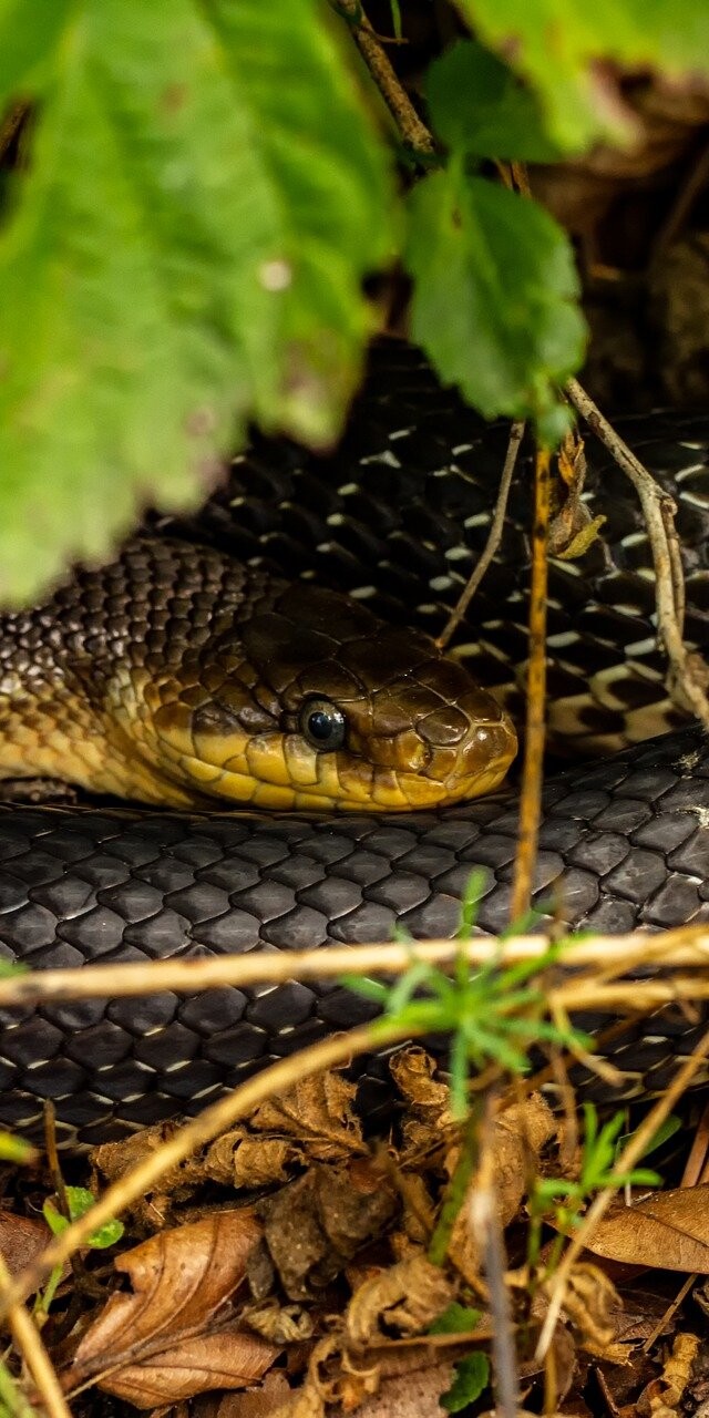 Snakes are constantly on the lookout for a water source.