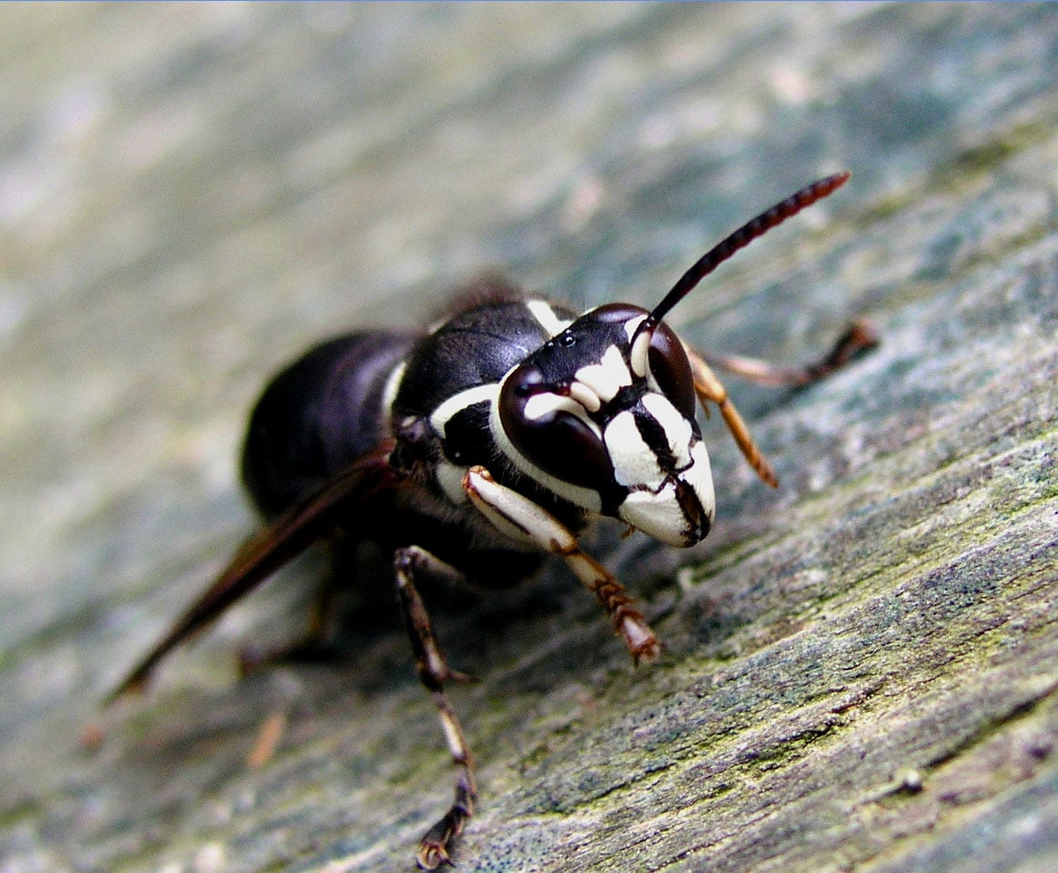 Bald-faced hornets can be extremely aggressive and are known for their powerful sting.