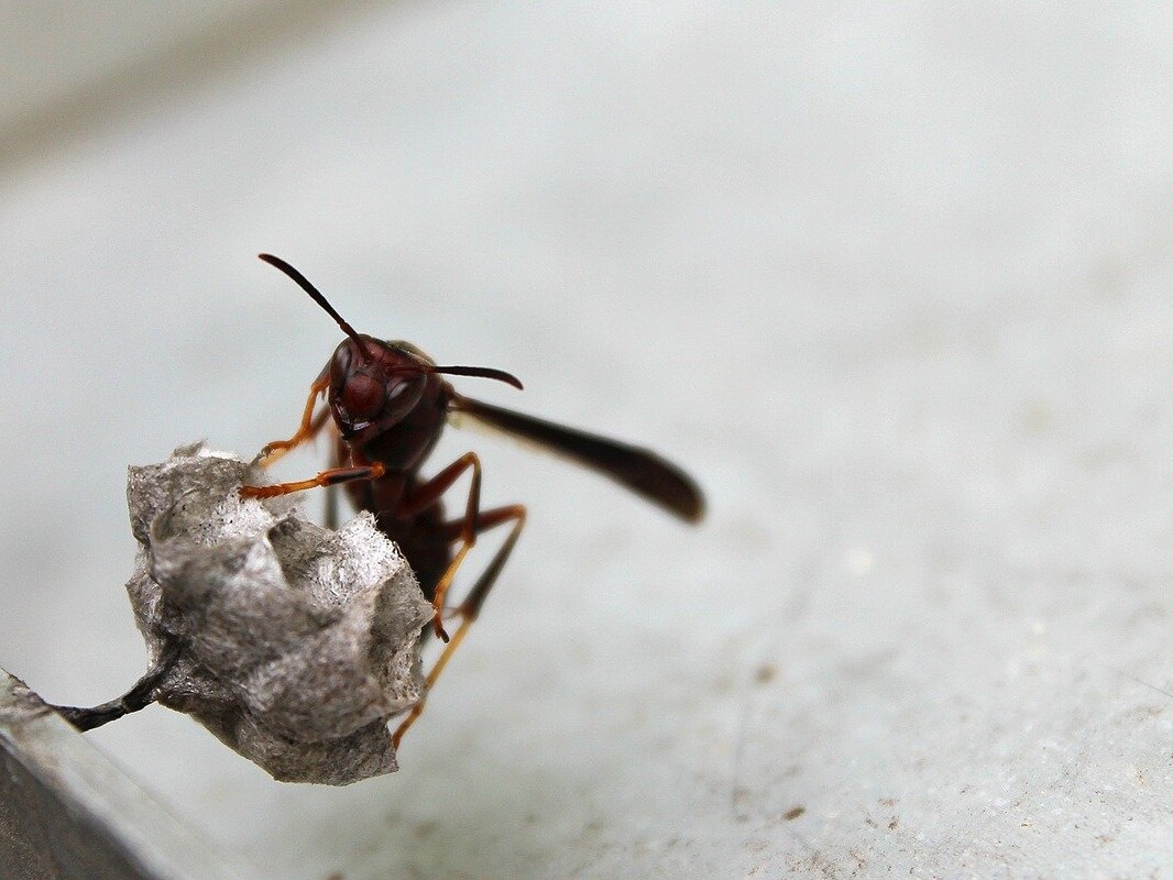Top 6 Types of Wasps in Pennsylvania -2
