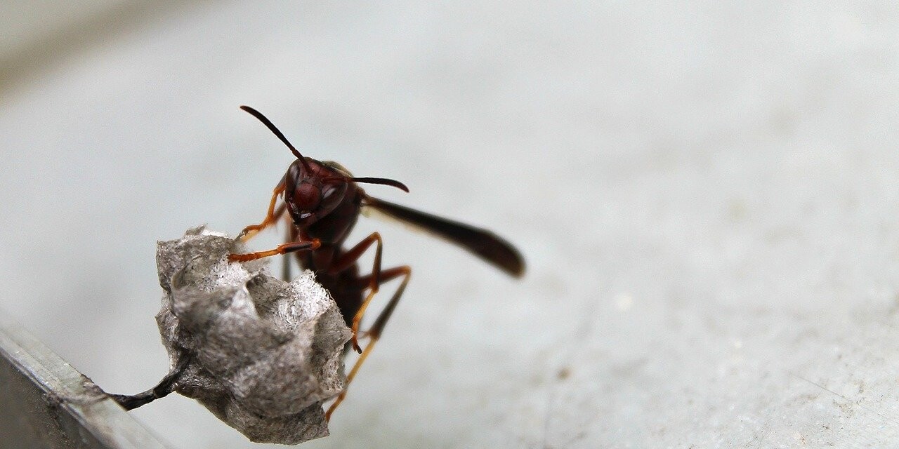 Top 6 Types of Wasps in Pennsylvania -2