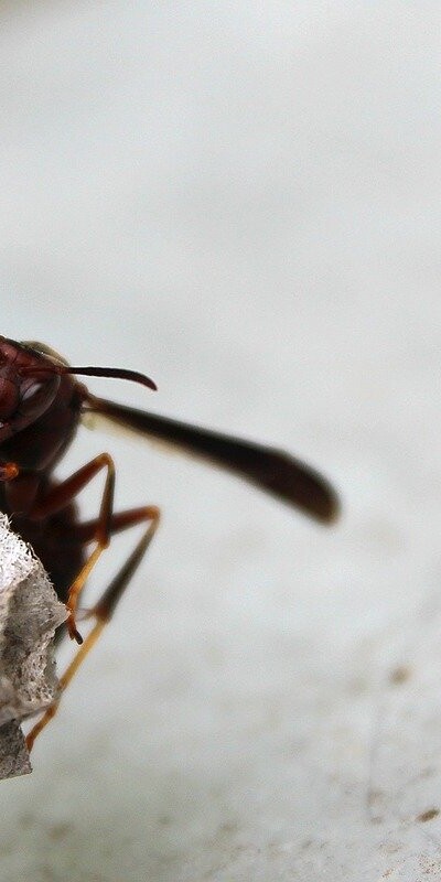 Top 6 Types of Wasps in Pennsylvania -2