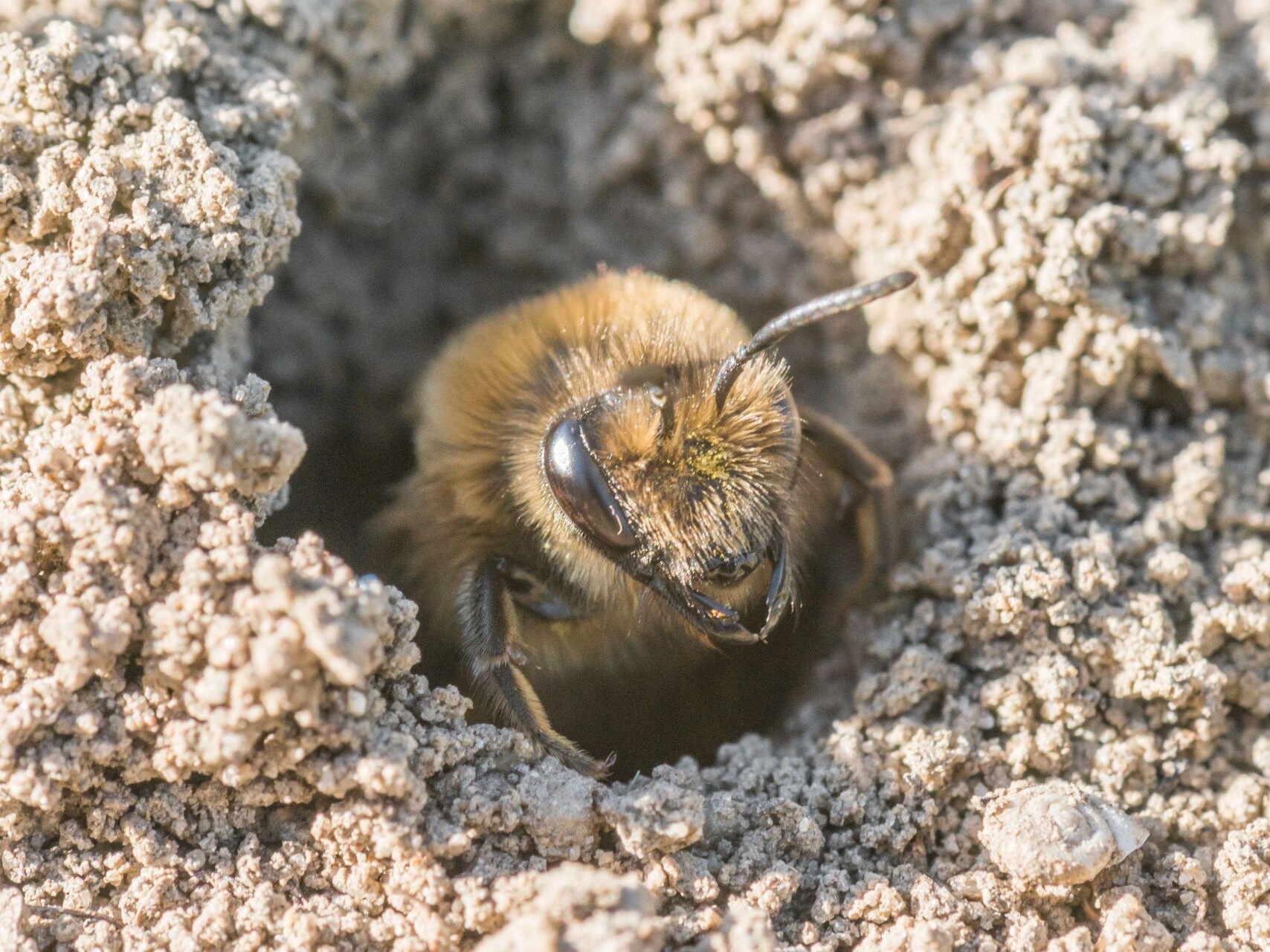 Do bees actually live in the ground