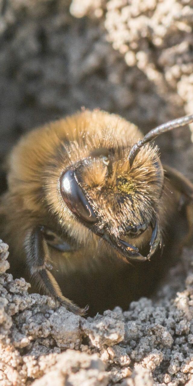 Do bees actually live in the ground