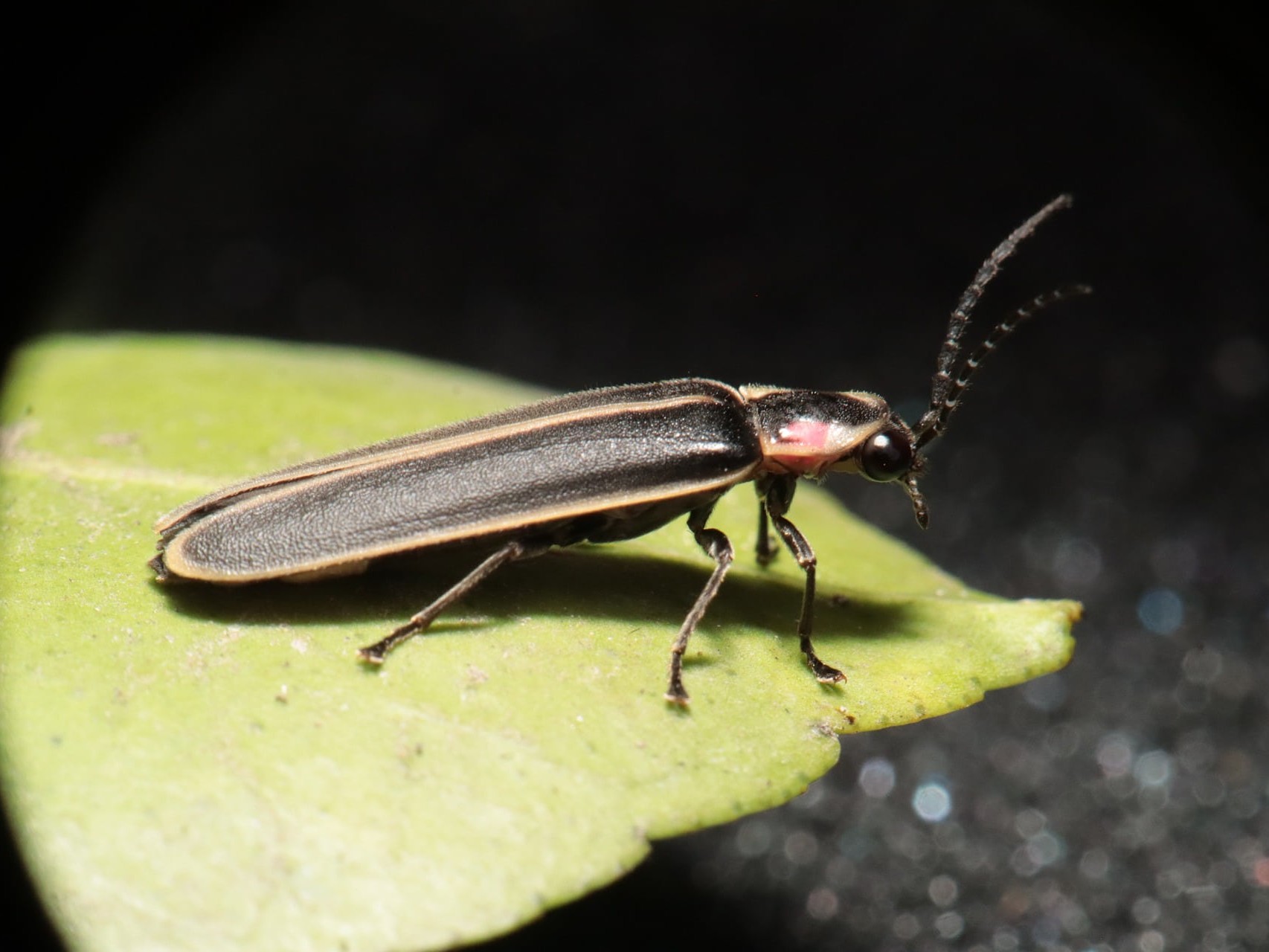 Fireflies are soft-winged beetles