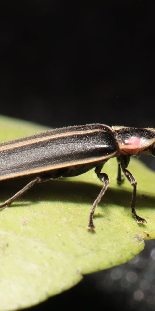 Fireflies are soft-winged beetles
