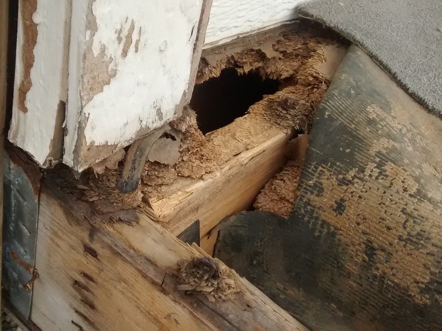 Plenty of insects need wood to build their nests