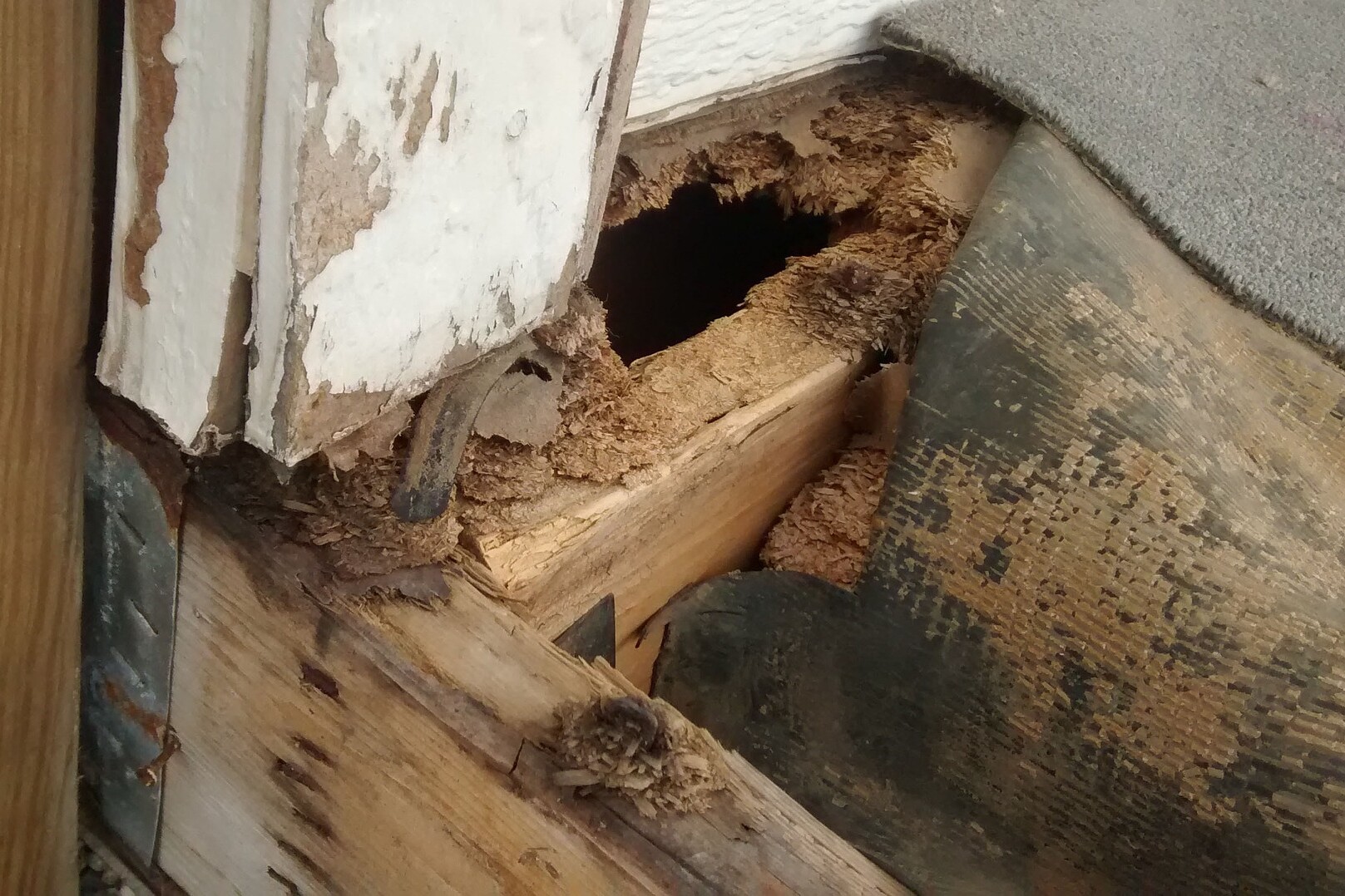 Plenty of insects need wood to build their nests