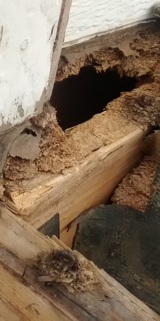 Plenty of insects need wood to build their nests
