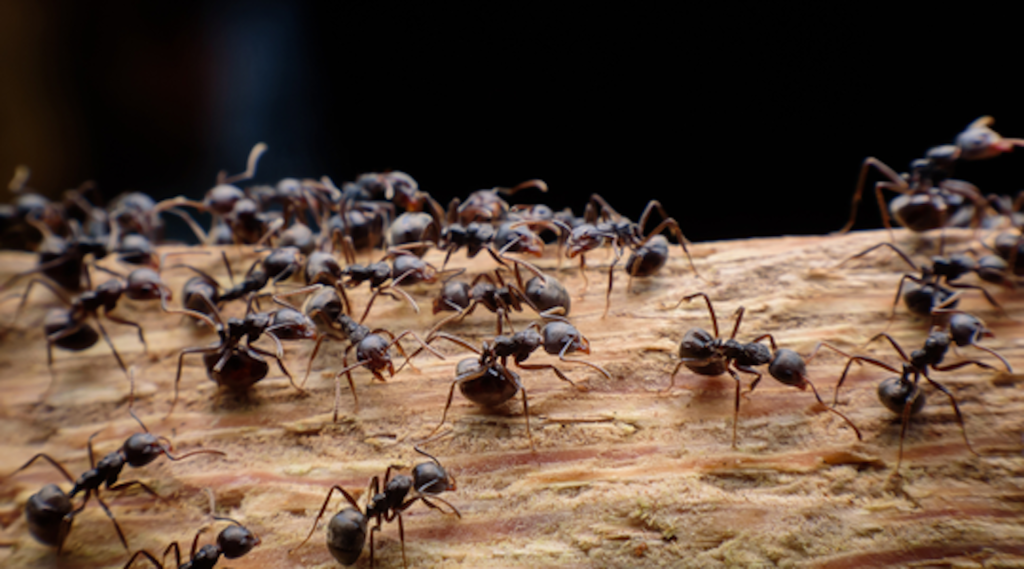 How Do I Protect My Deck from Insects That Eat Wood?