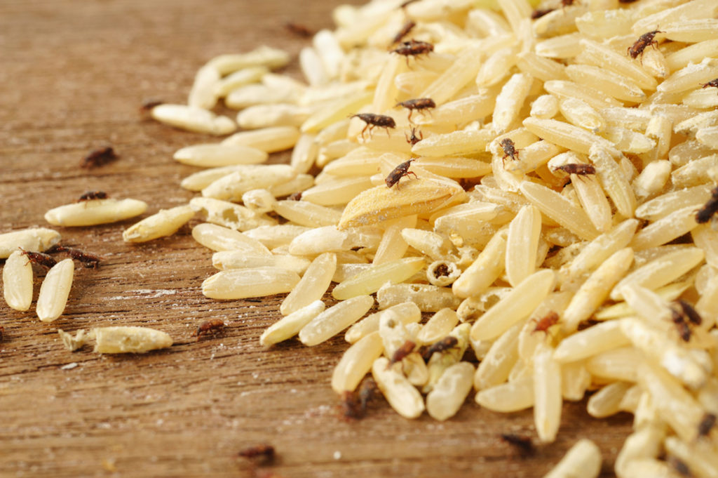 What Causes Little Black Bugs In The Kitchen