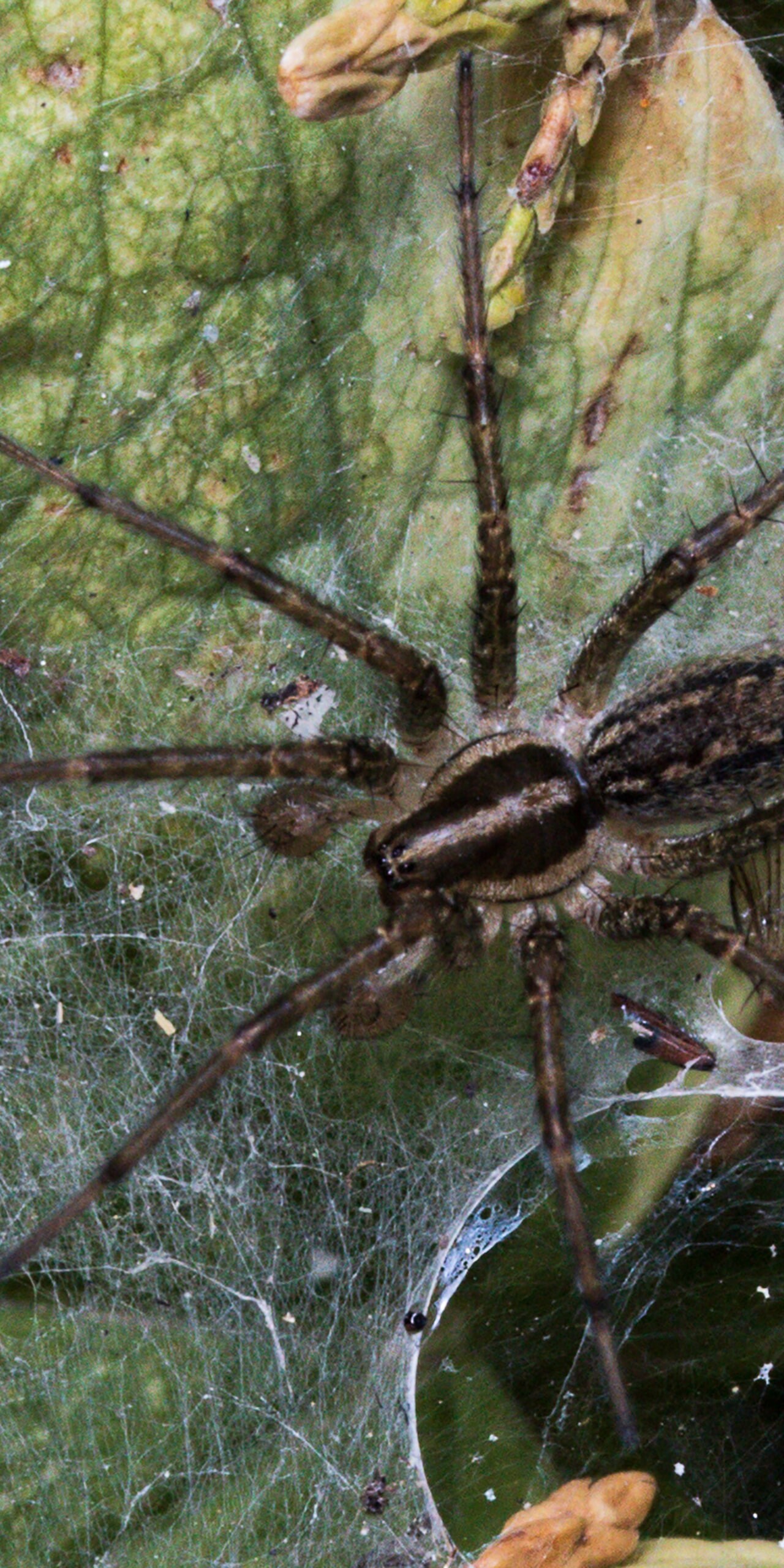 Spiders are helpful for controlling the insect population.