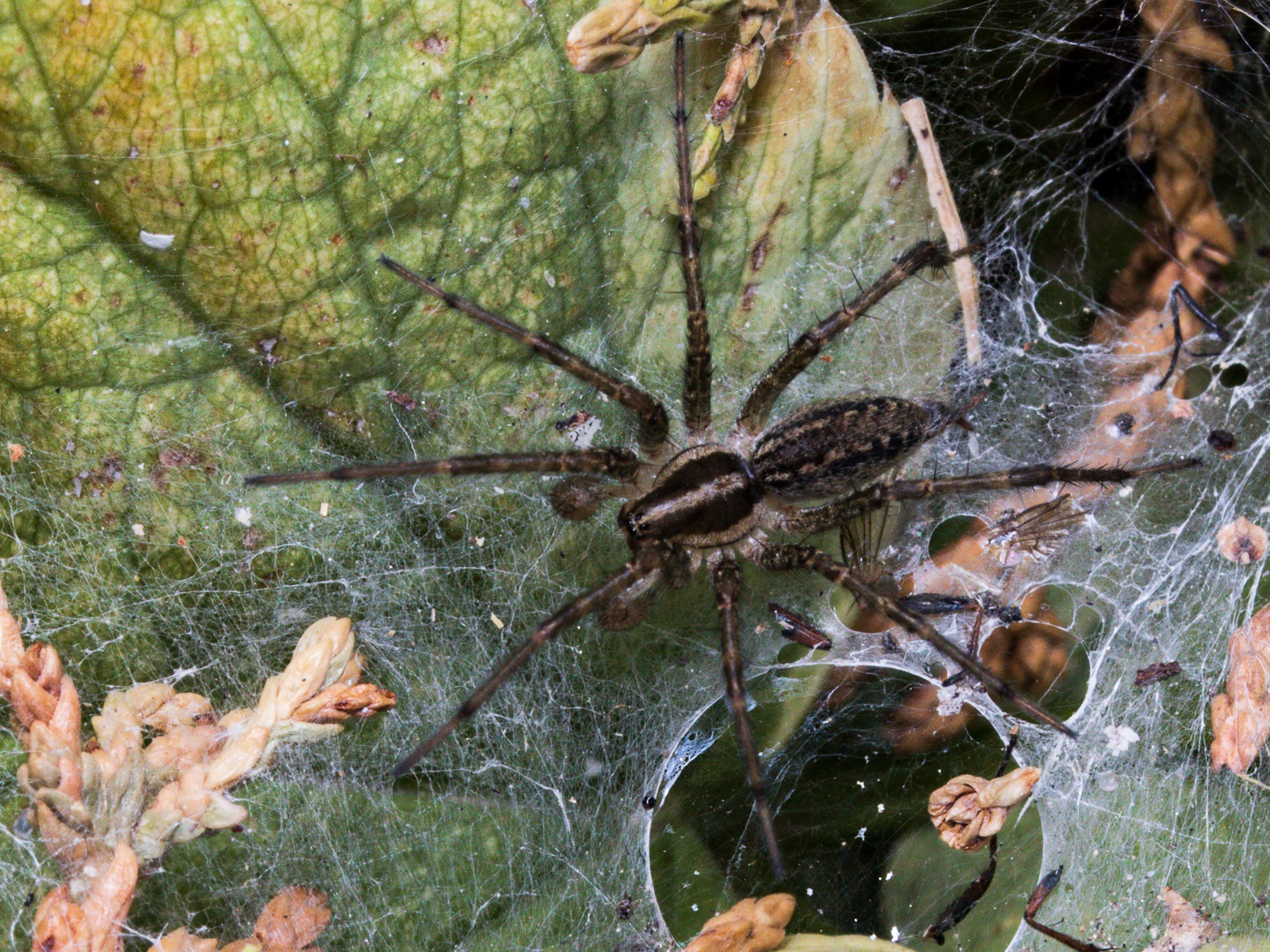 Spiders are helpful for controlling the insect population.