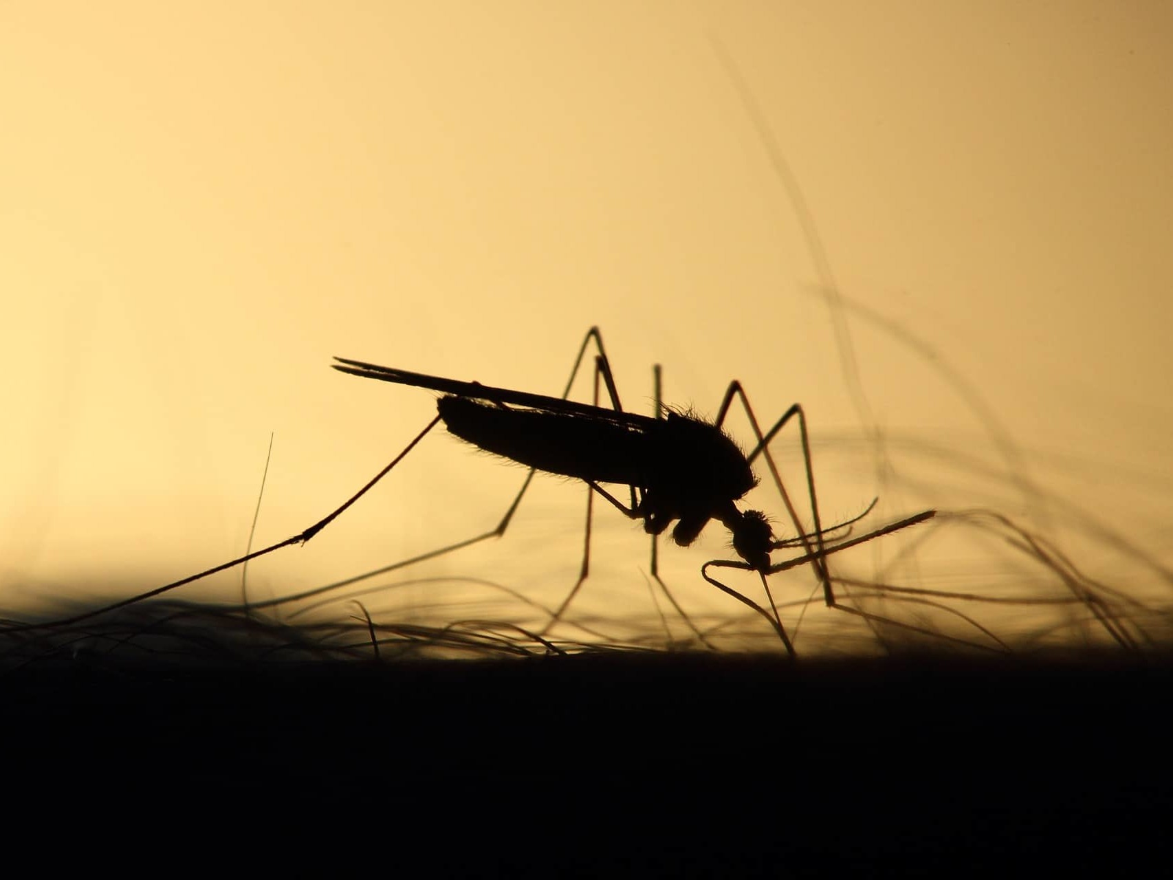 A mosquito is a type of fly.