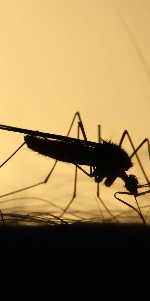 A mosquito is a type of fly.