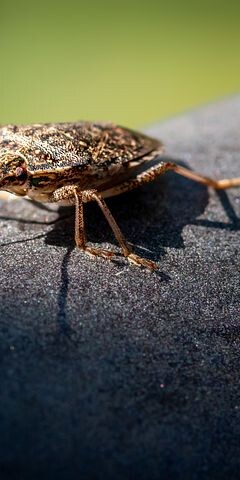 These insects have glands in their abdomens that produce a chemical with an offensive smell.