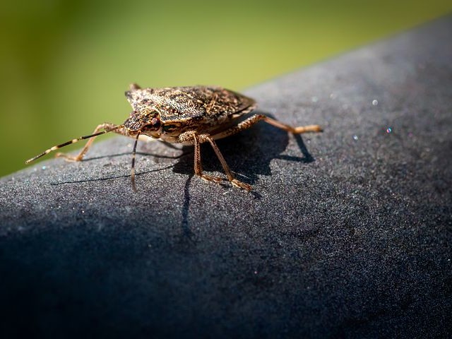 These insects have glands in their abdomens that produce a chemical with an offensive smell.
