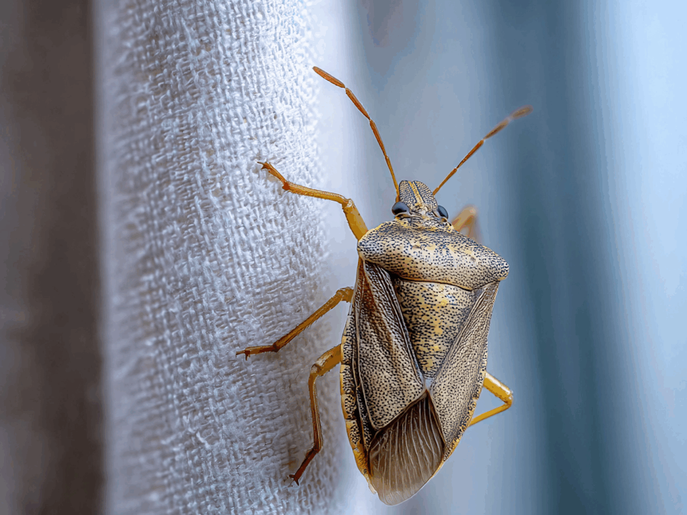 How Did Stink Bugs Get Their Name? Why Do They Smell?