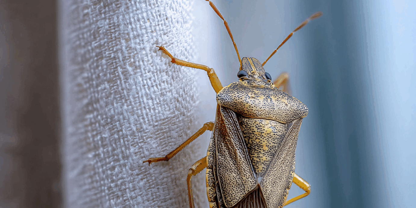How Did Stink Bugs Get Their Name? Why Do They Smell?