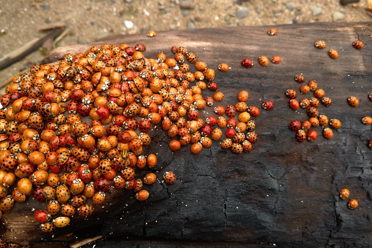 Asian beetles congregate in large numbers near windows and doors seeking overwintering shelters.
