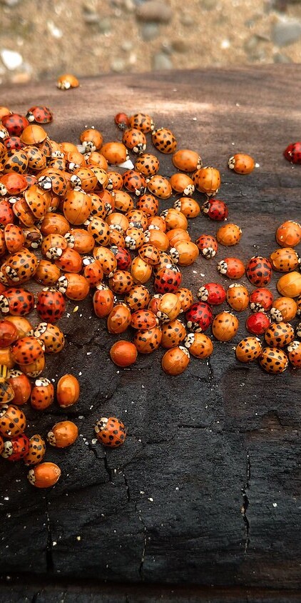 Asian beetles congregate in large numbers near windows and doors seeking overwintering shelters.