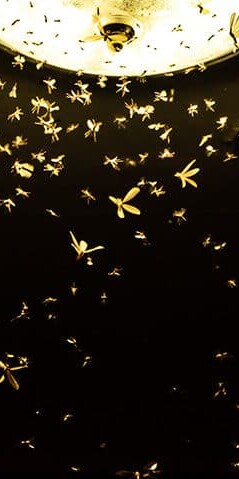 Lessen the impact of insects flying around your outdoor artificial lighting, consider changing the bulbs in your porch or other outside light.