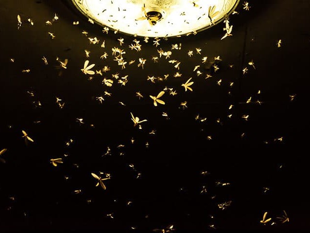 Lessen the impact of insects flying around your outdoor artificial lighting, consider changing the bulbs in your porch or other outside light.