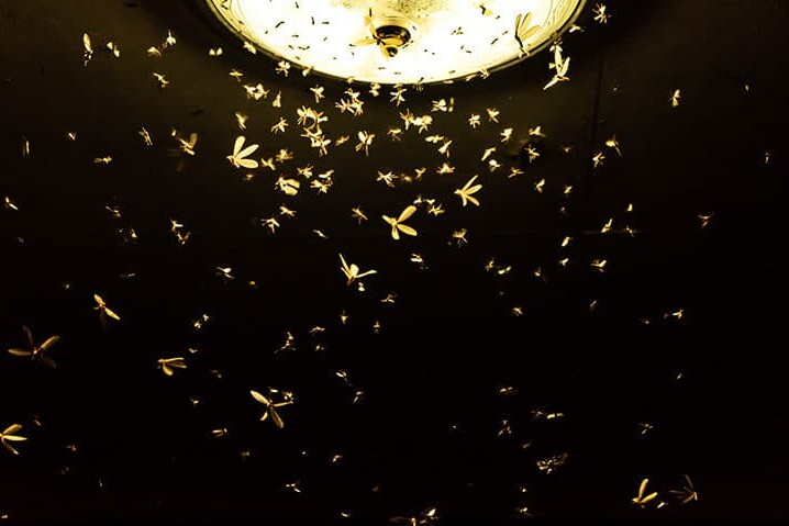 Lessen the impact of insects flying around your outdoor artificial lighting, consider changing the bulbs in your porch or other outside light.