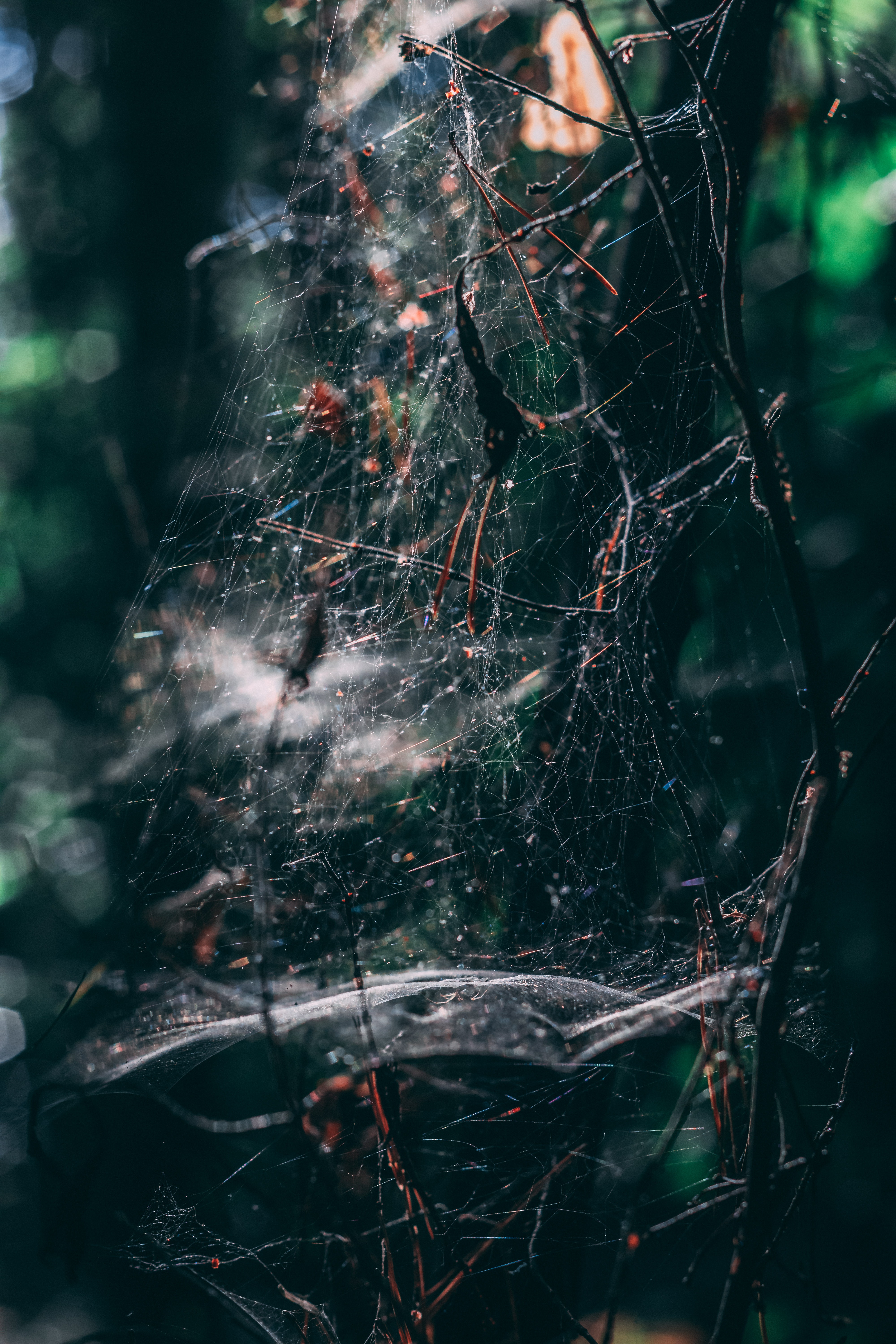 Tiny red and brown dots on a tree’s branches are a good indicator of spiders or mites. 