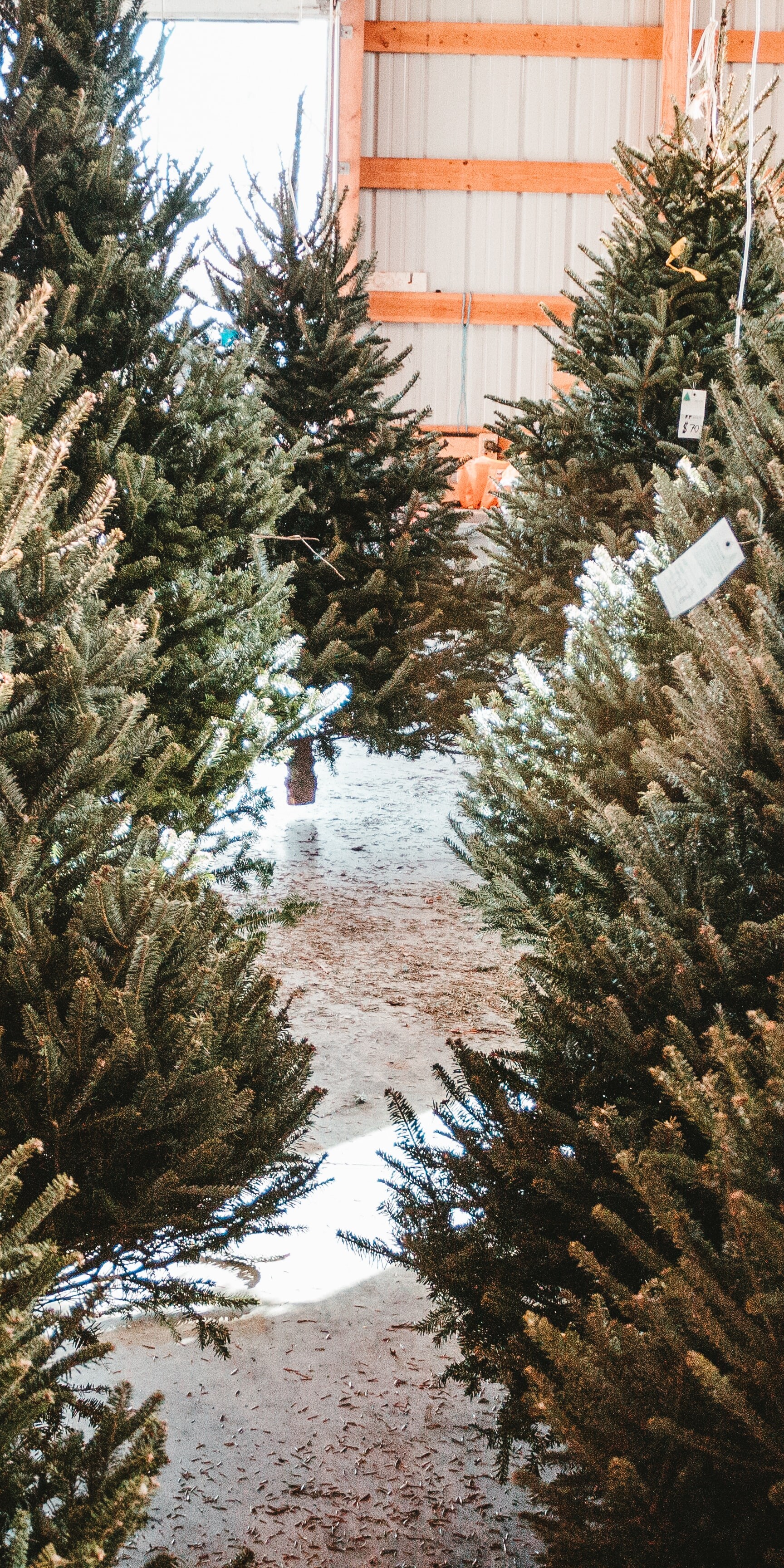 One real Christmas tree could contain up to 25,000 bugs!
