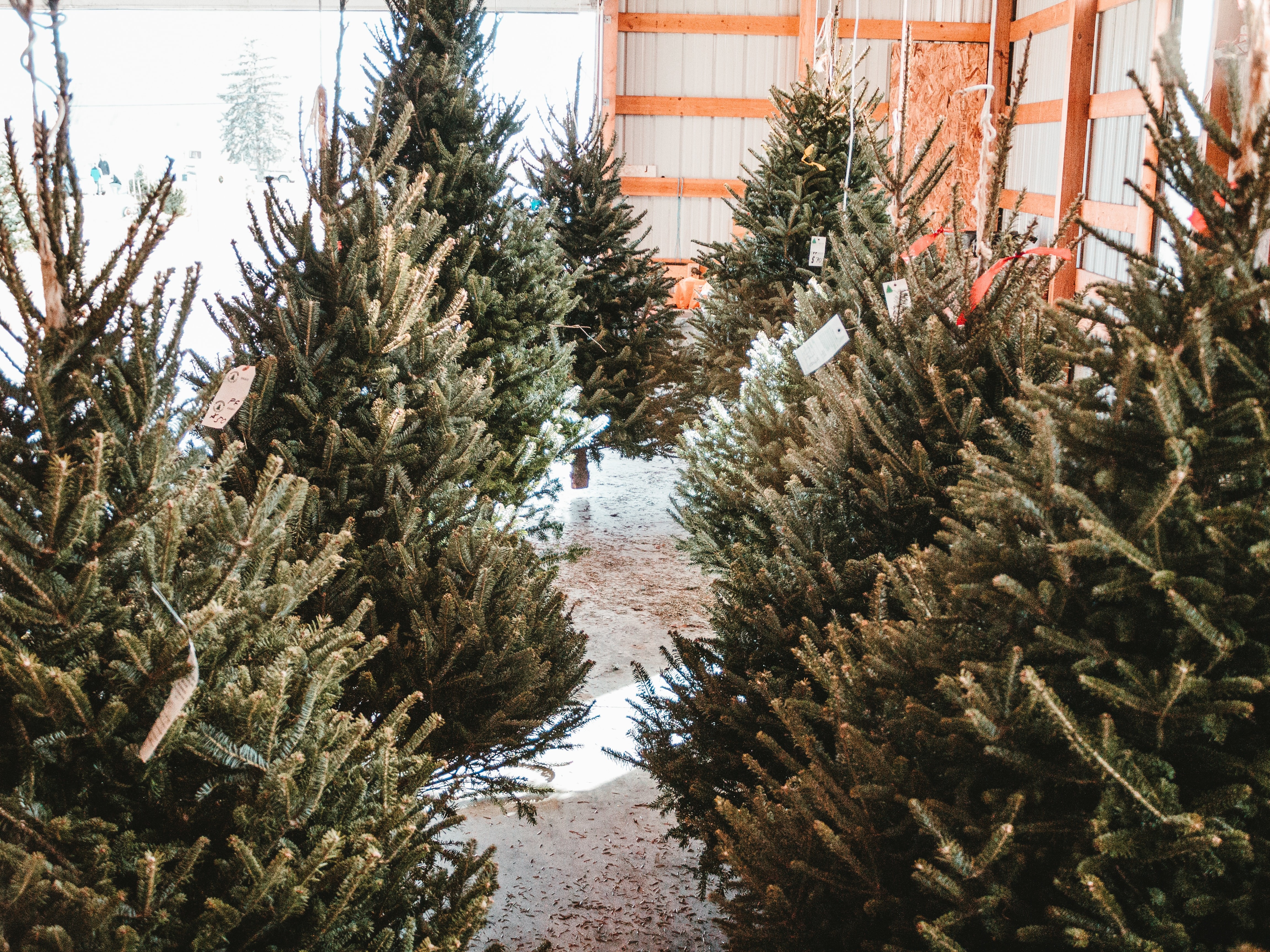One real Christmas tree could contain up to 25,000 bugs!