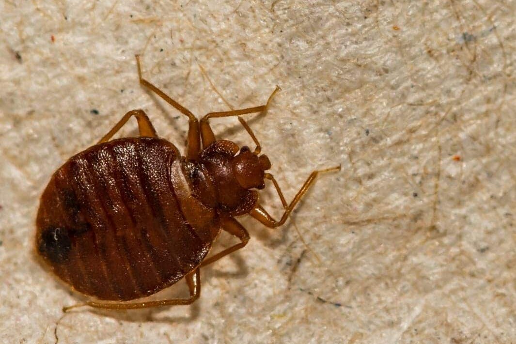Most persistent myths about bed bugs is that they only inhabit dirty or cluttered spaces.
