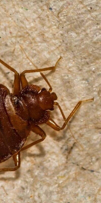Most persistent myths about bed bugs is that they only inhabit dirty or cluttered spaces.