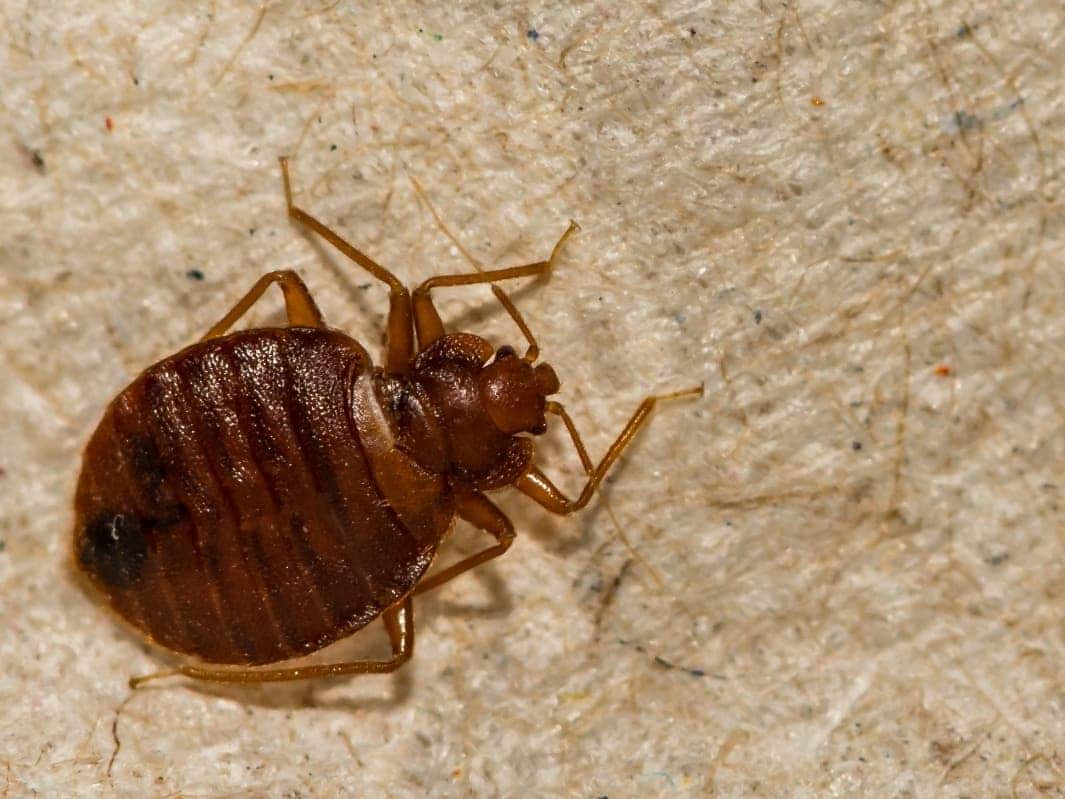 Most persistent myths about bed bugs is that they only inhabit dirty or cluttered spaces.