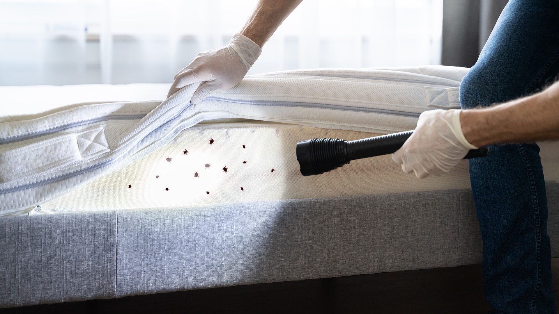 Bed bug infestations can be found in clothing, furniture, and carpeting.