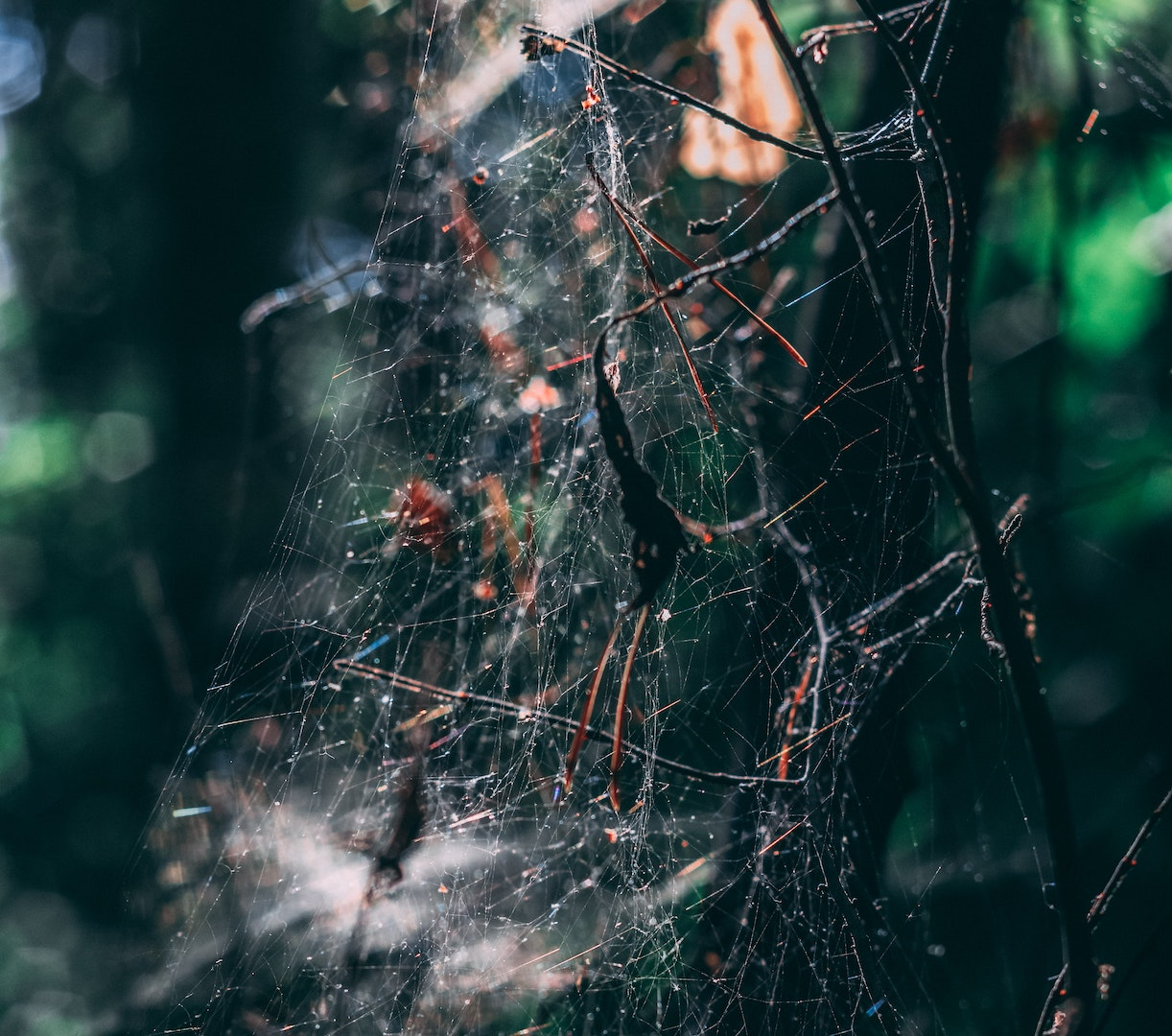 Found Bugs on Your Christmas Tree? Here’s What to Do