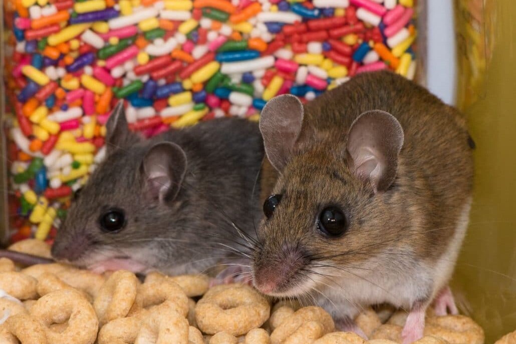 Mice and other rodents, and insects like cockroaches are known to contaminate food.