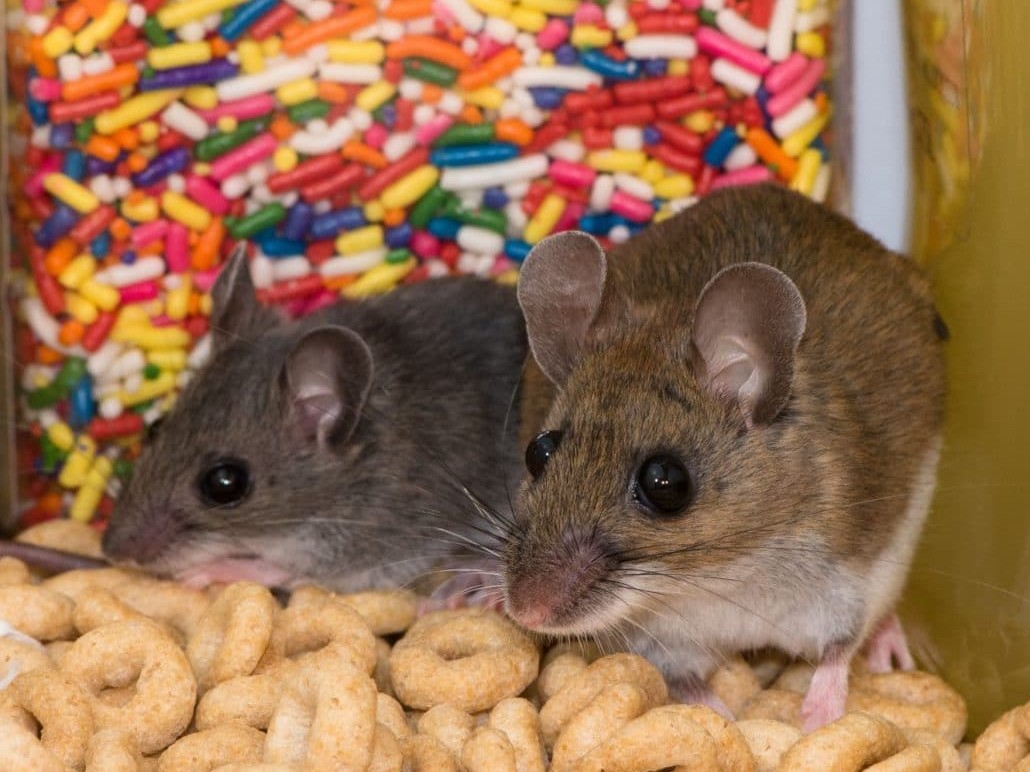 Mice and other rodents, and insects like cockroaches are known to contaminate food.