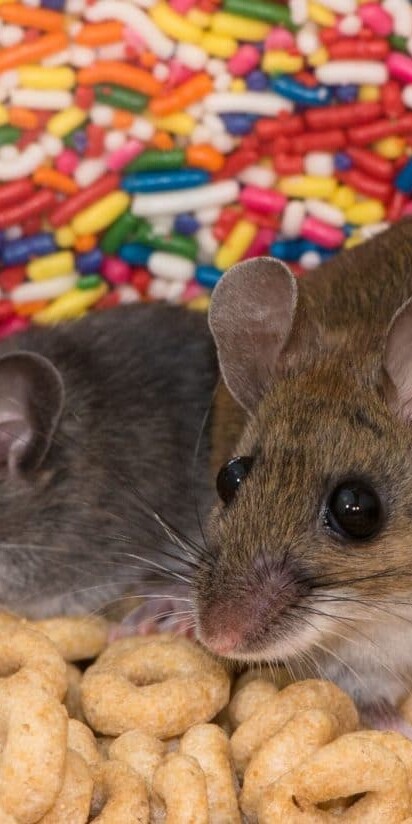 Mice and other rodents, and insects like cockroaches are known to contaminate food.