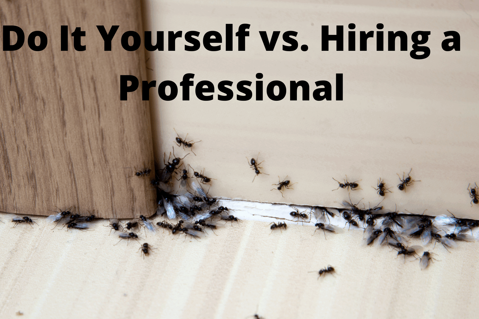 Pest Control- Do It Yourself vs. Hiring a Professiona-4