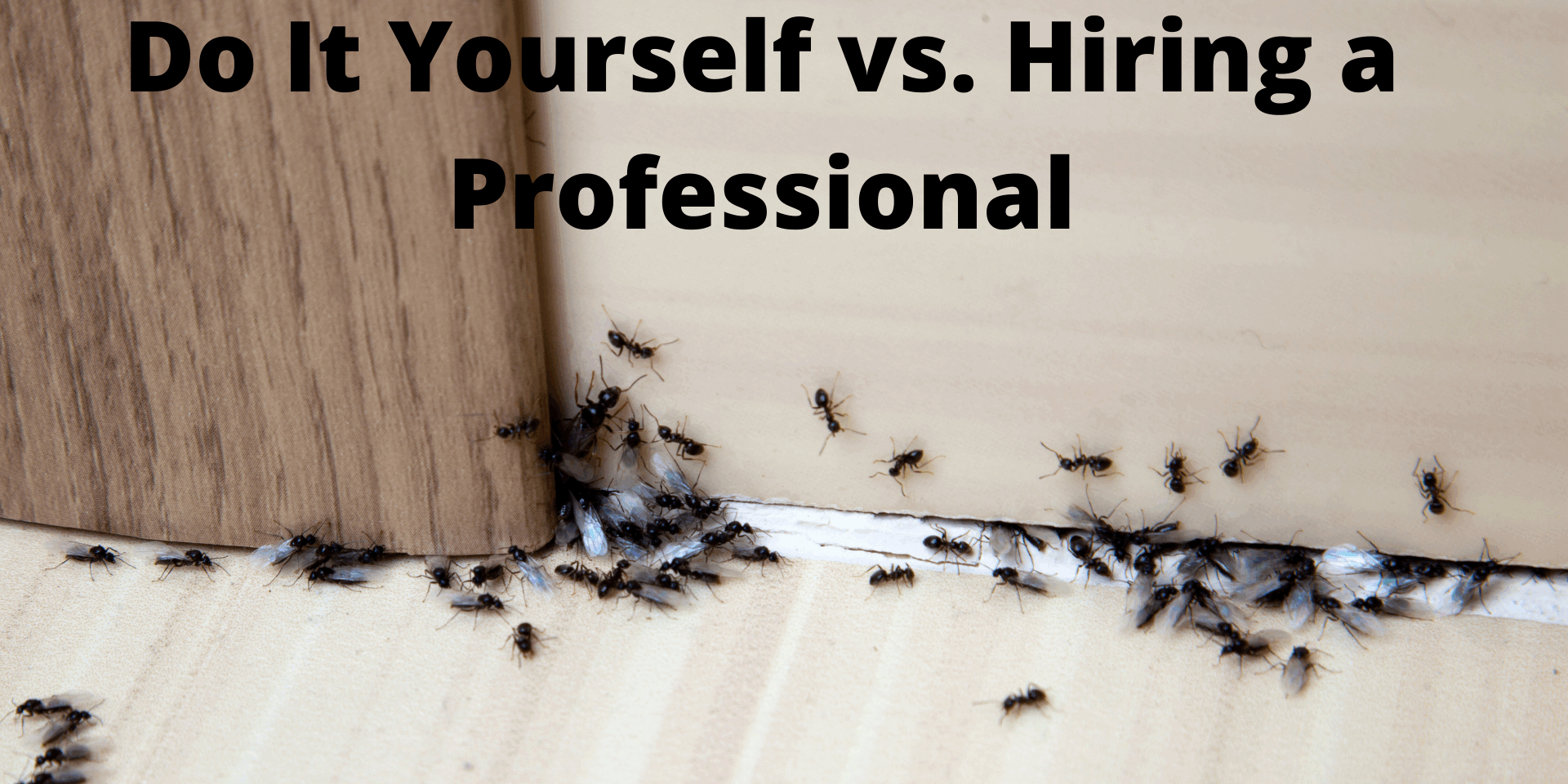 stronger measures are needed to get rid of pests for good