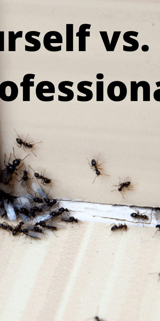 Pest Control- Do It Yourself vs. Hiring a Professiona-4