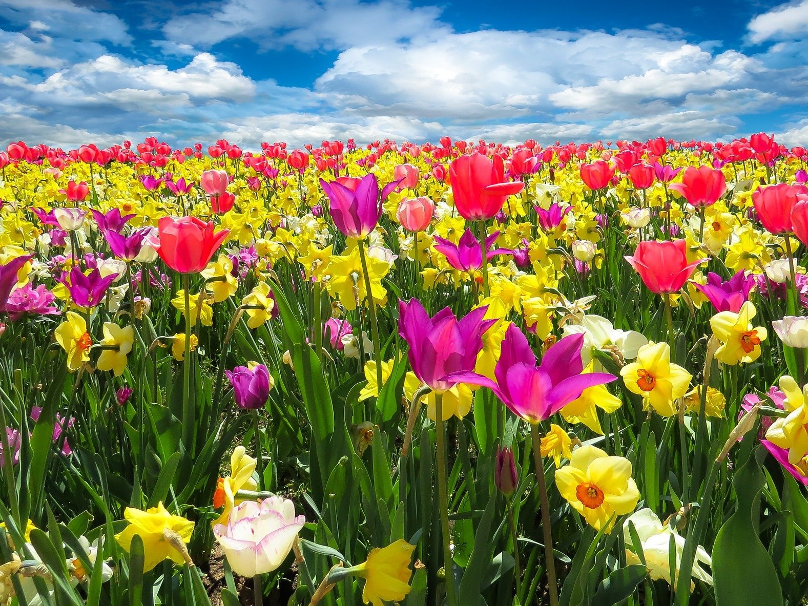 protecting your home from these common spring insects