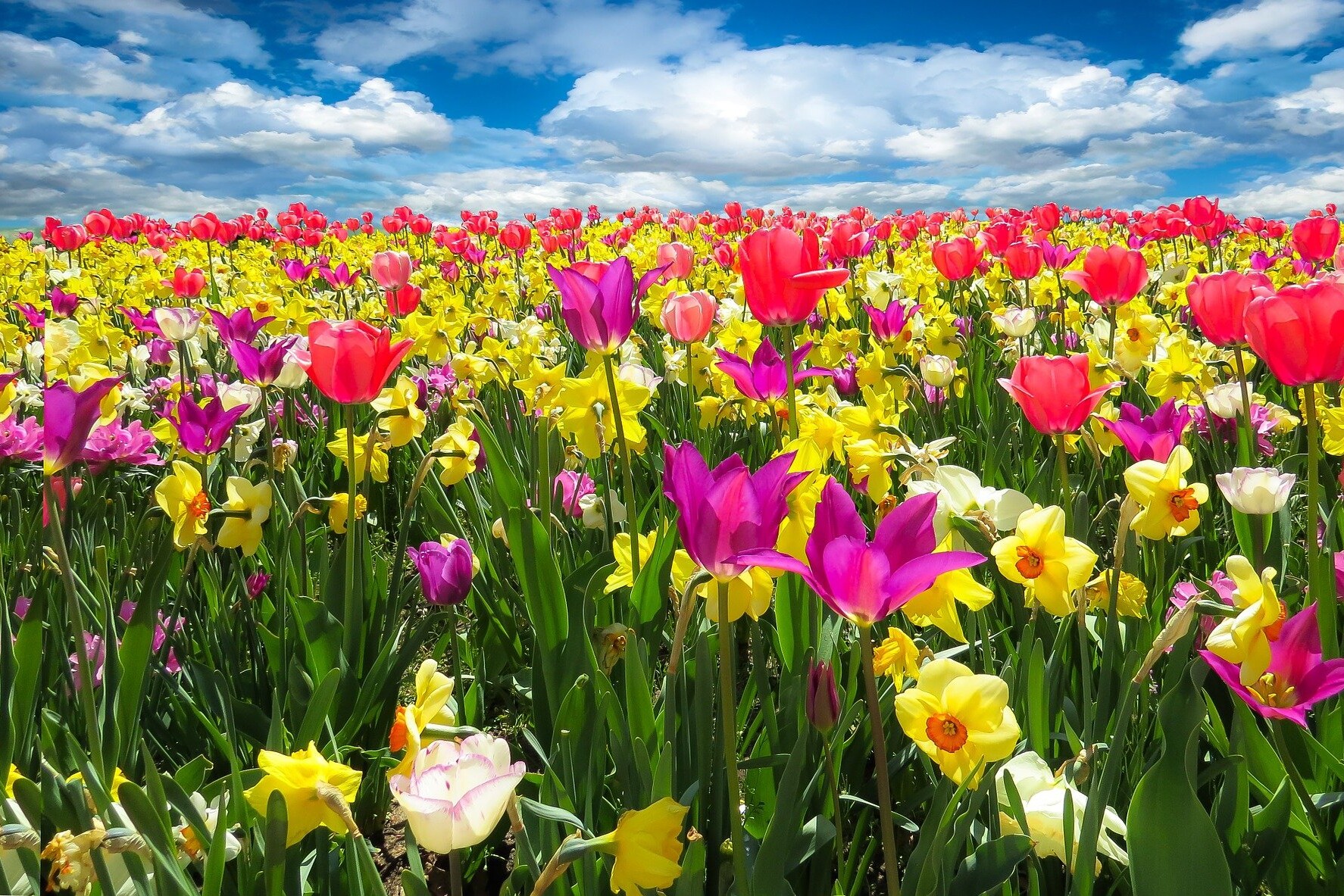 protecting your home from these common spring insects