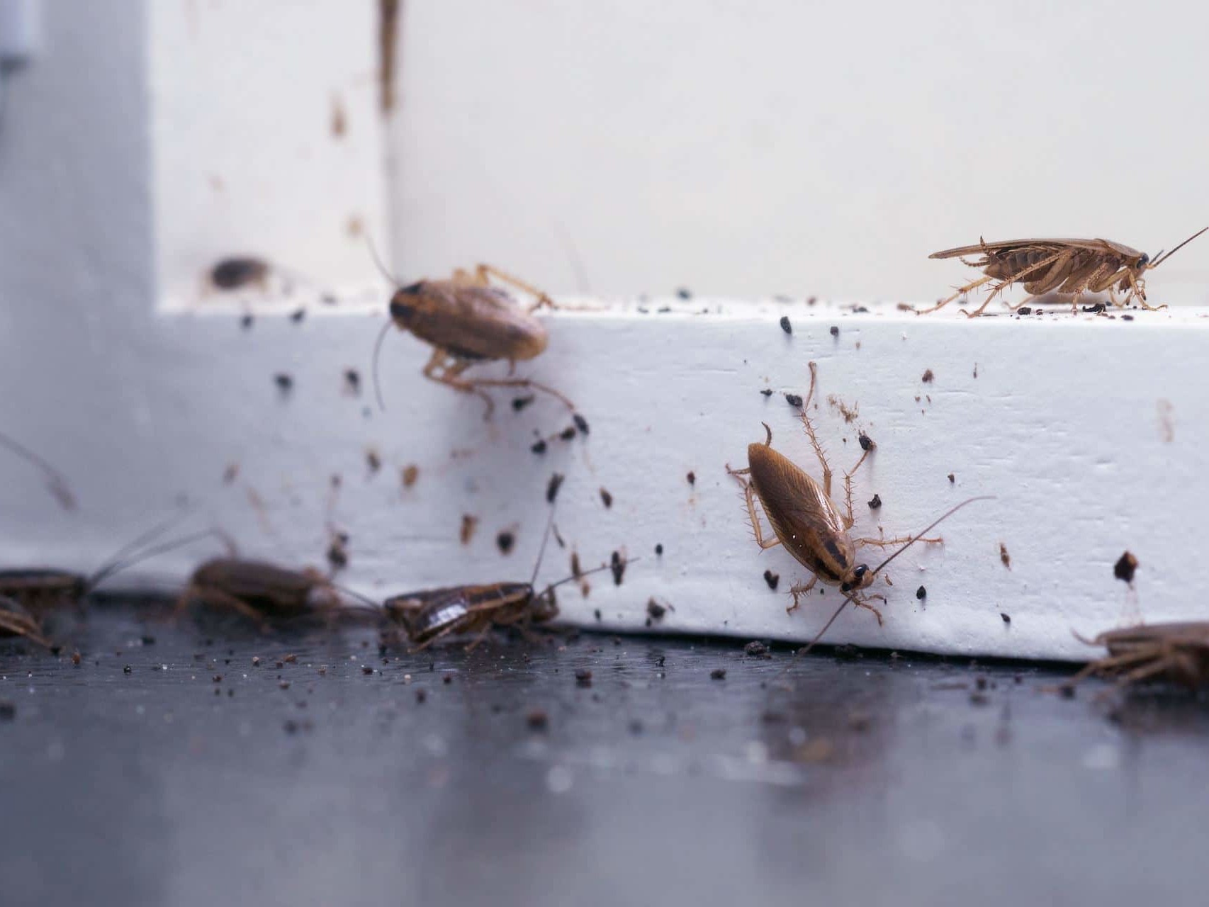 contact a qualified pest control specialist immediately